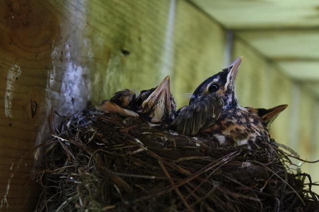 May 2010, nestlings